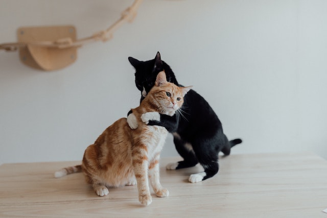 two cats hugging each other