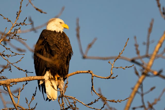 wildlife in rio salado habitat restoration area