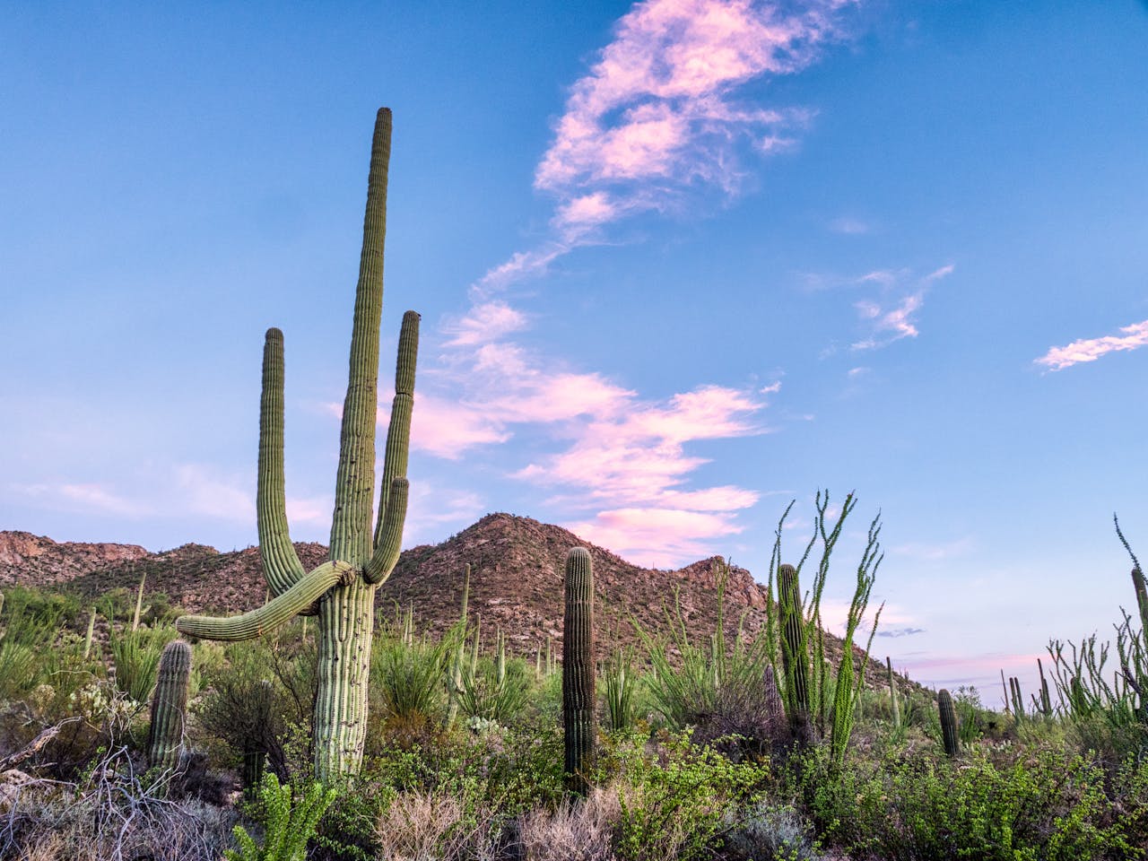 Service Star Realty saguaro national park