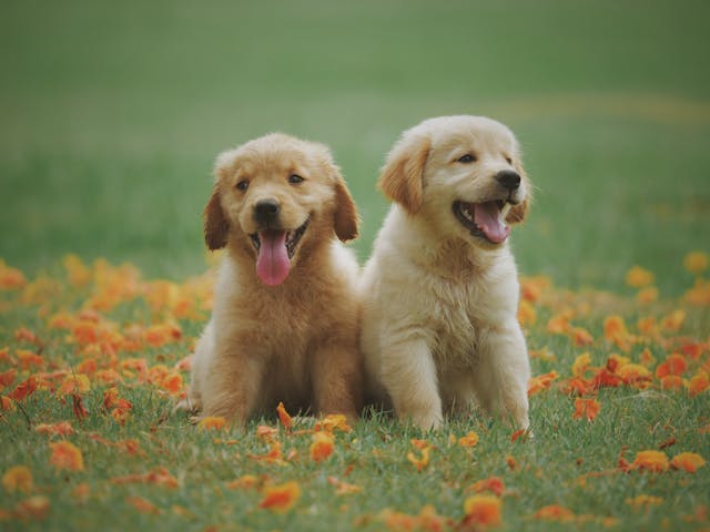 puppies-playing-around