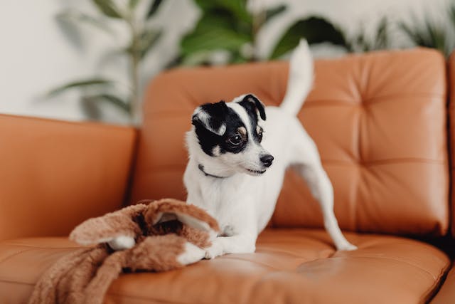 a-dog-playing-on-the-couch